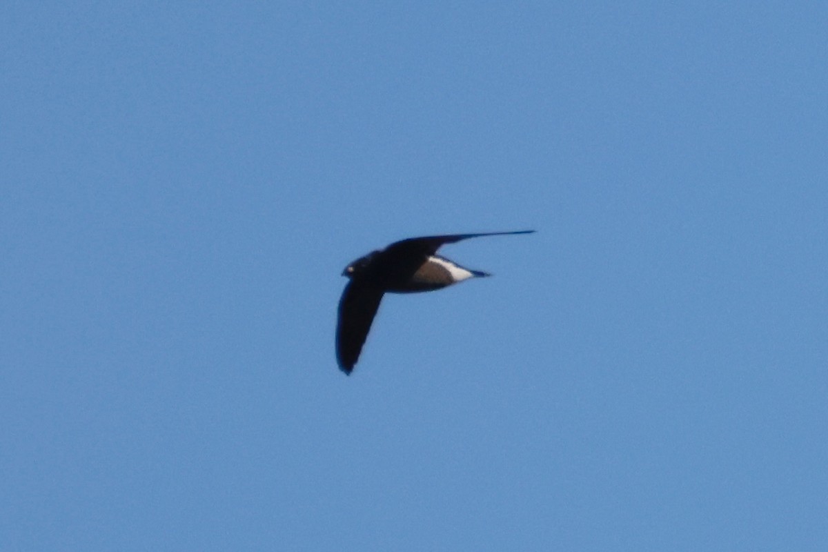 Brown-backed Needletail - ML647750312