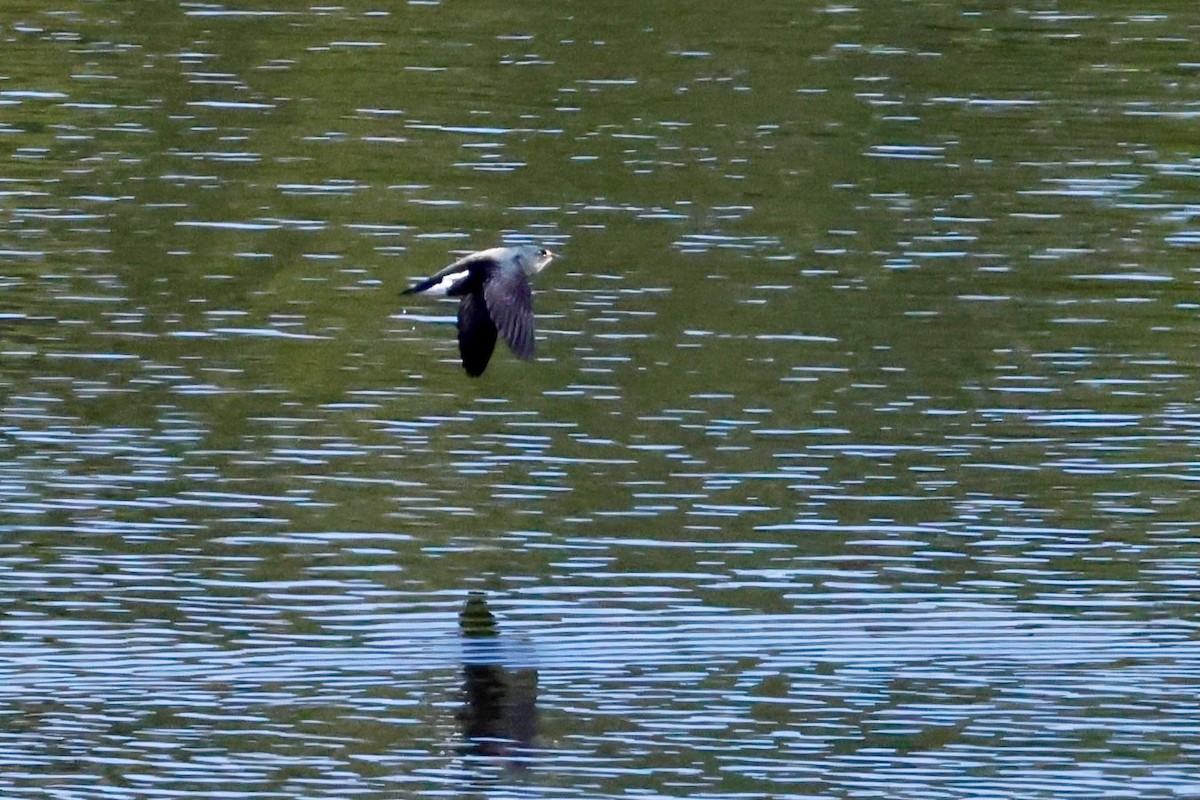 Brown-backed Needletail - ML647750314
