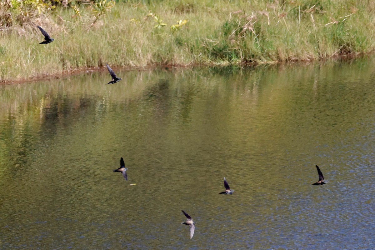 Brown-backed Needletail - ML647750315