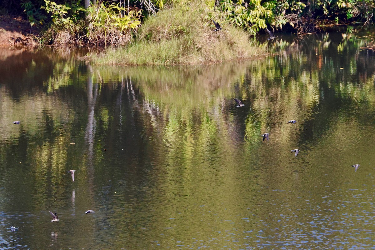 Brown-backed Needletail - ML647750316