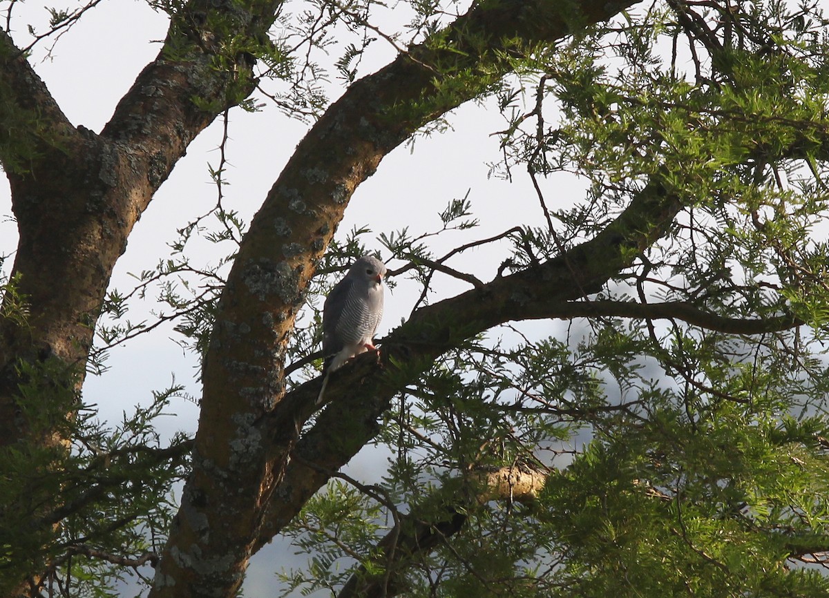 Lizard Buzzard - ML647750319