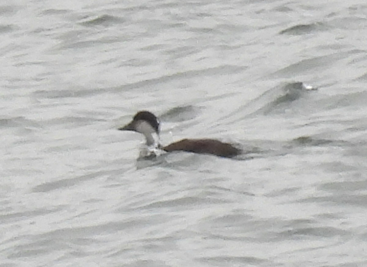 Common Scoter - ML647750366