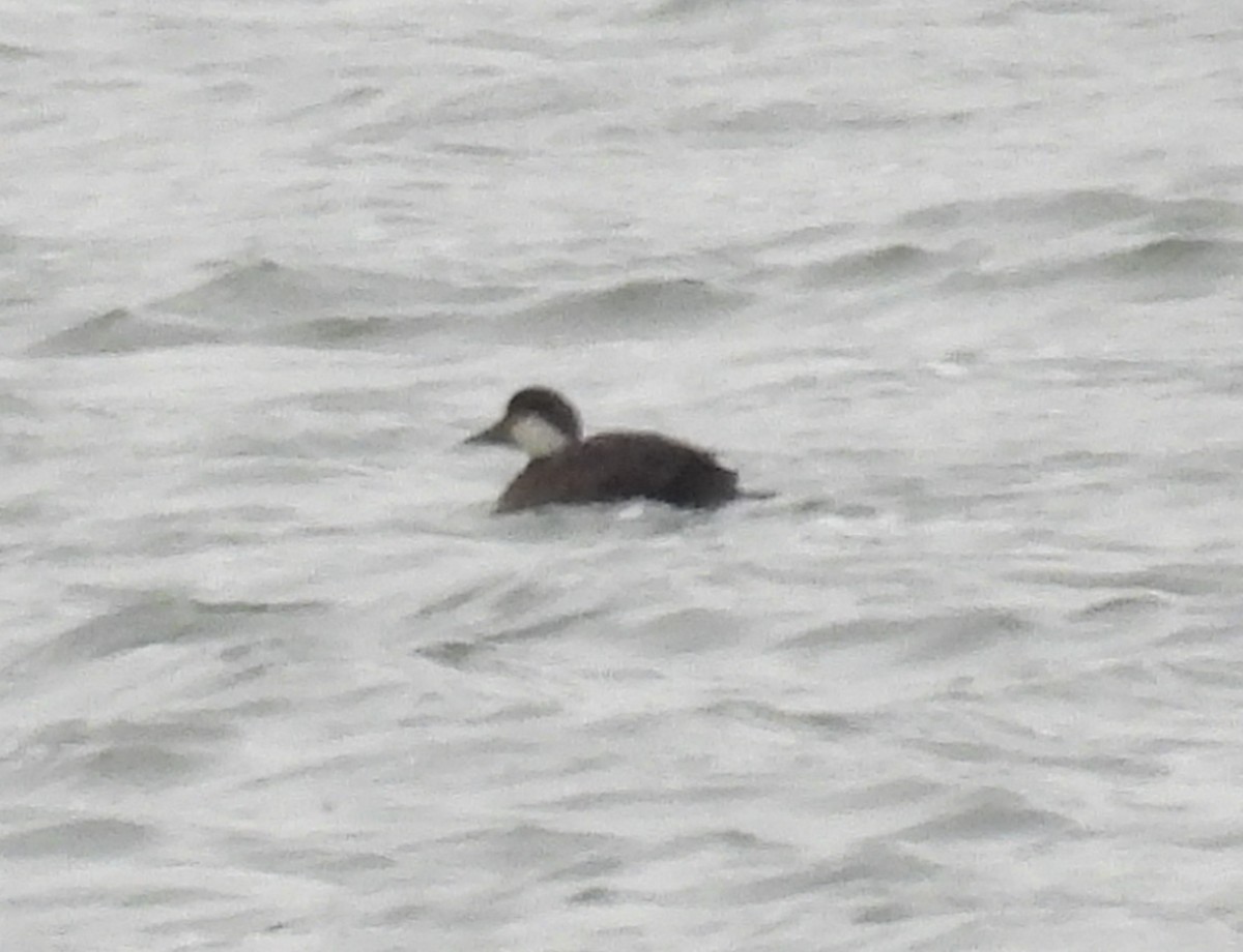 Common Scoter - ML647750367