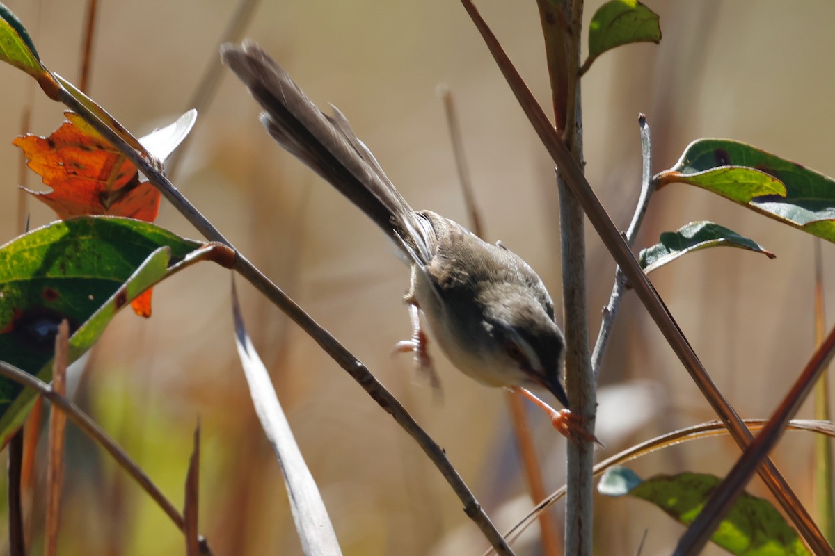 Prinia Sencilla - ML647750394