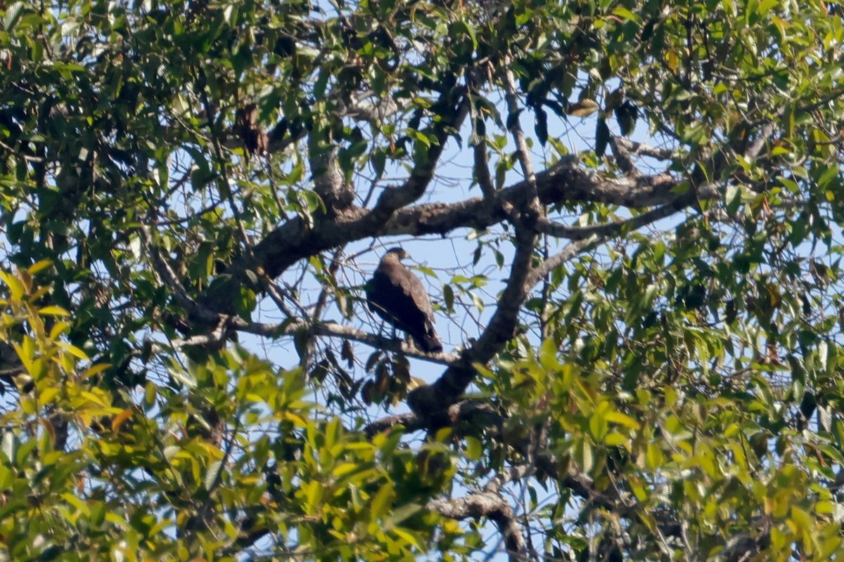 Хохлатый змееяд - ML647750403