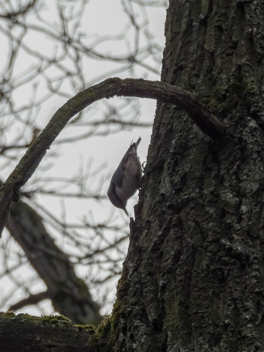 Garrapo eurasiarra - ML647750405