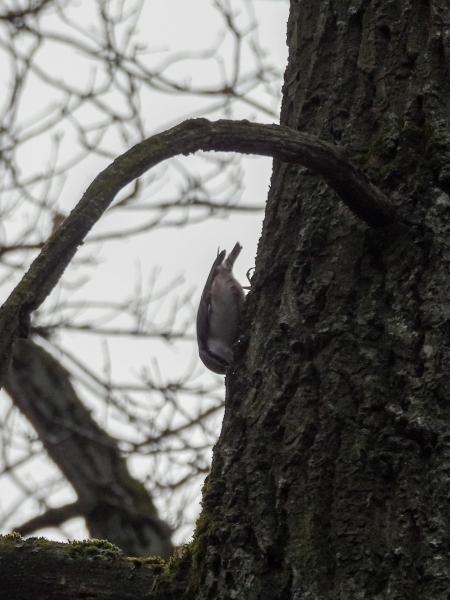 Garrapo eurasiarra - ML647750406