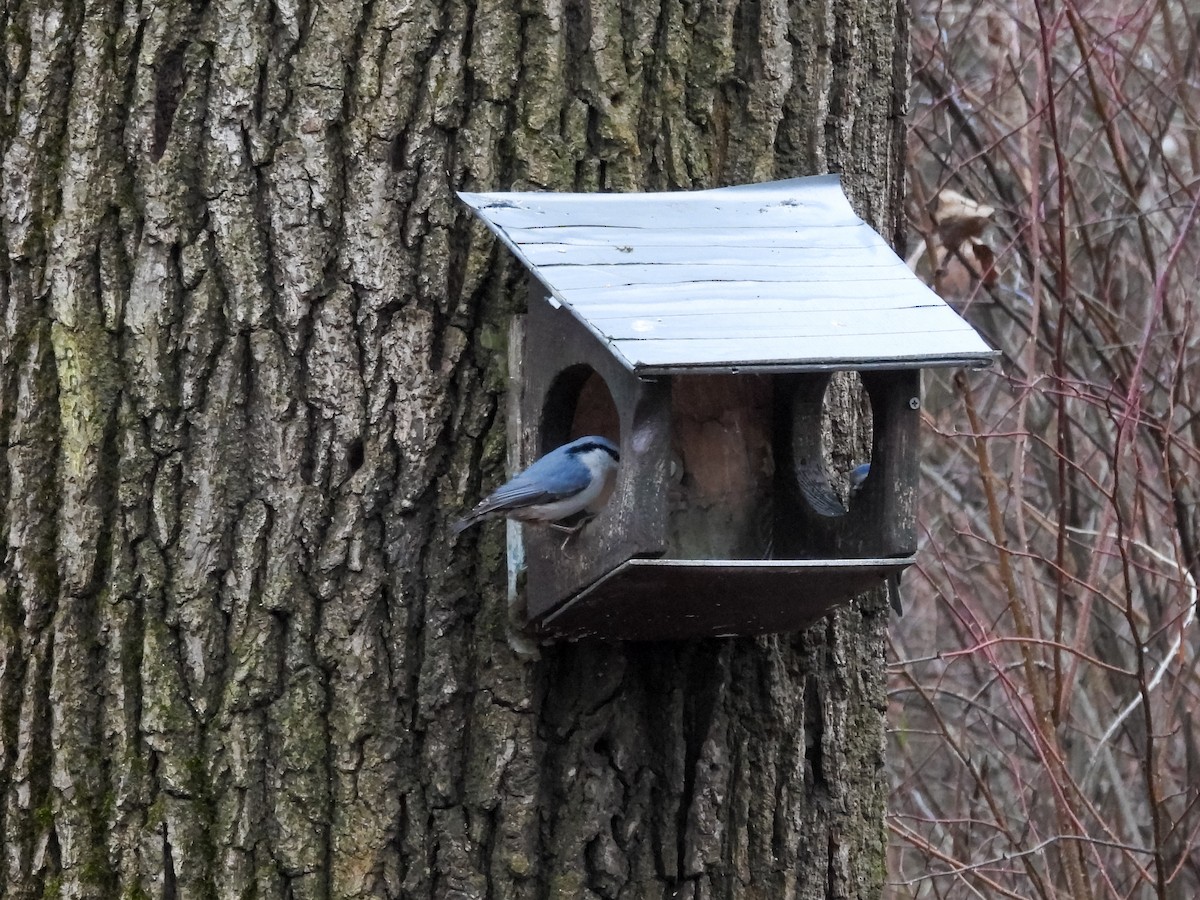 Garrapo eurasiarra - ML647750407