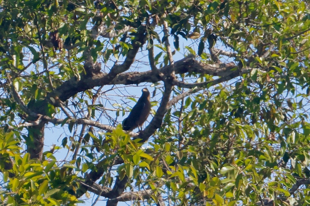 Хохлатый змееяд - ML647750410