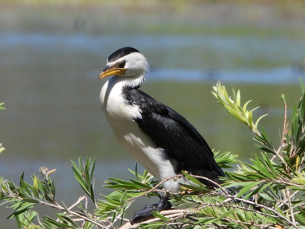Little Pied Cormorant - ML647750432