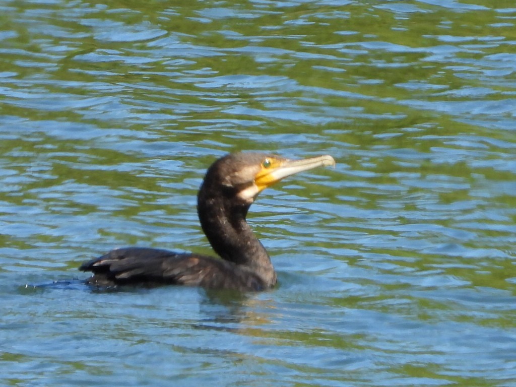 Great Cormorant - ML647750433