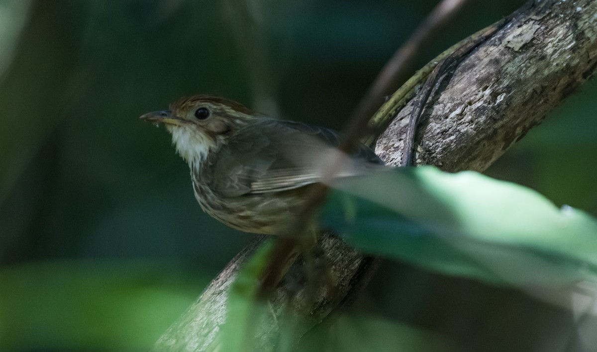 Puff-throated Babbler - ML647750434