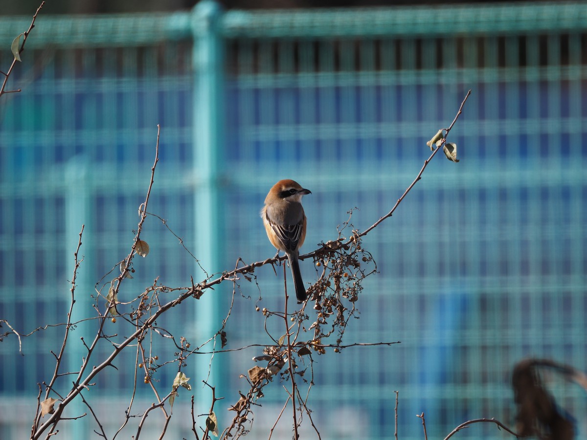 Bull-headed Shrike - ML647750435