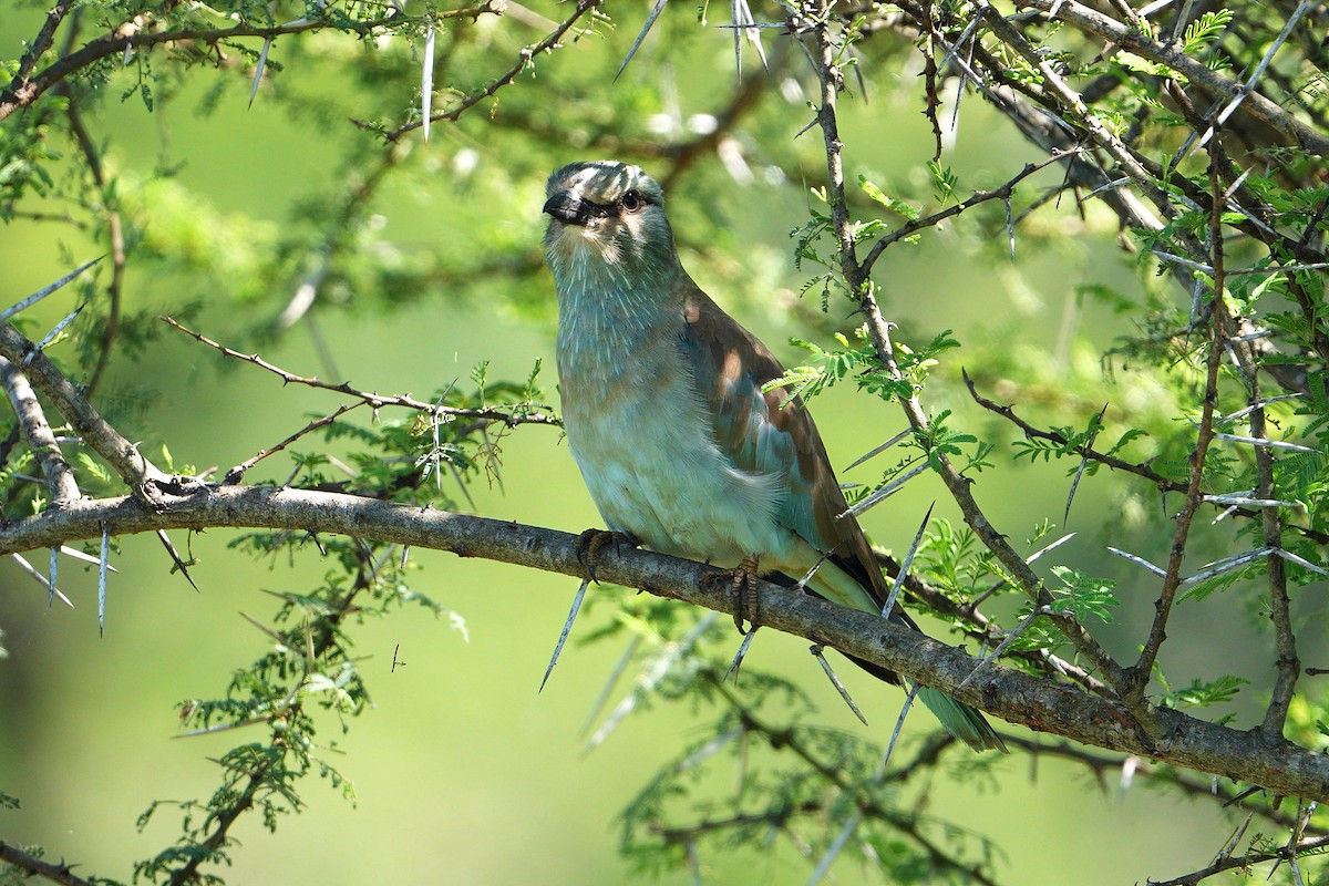 European Roller - ML647750436