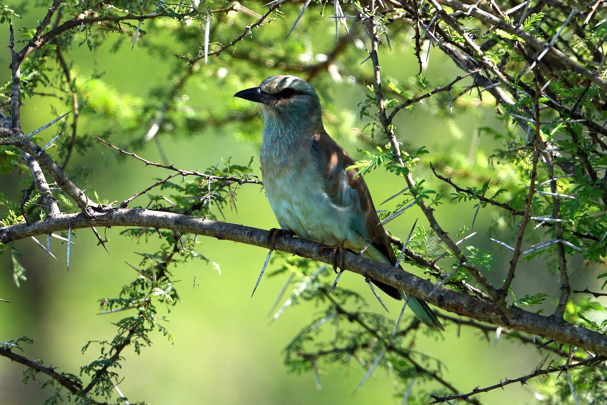 European Roller - ML647750437