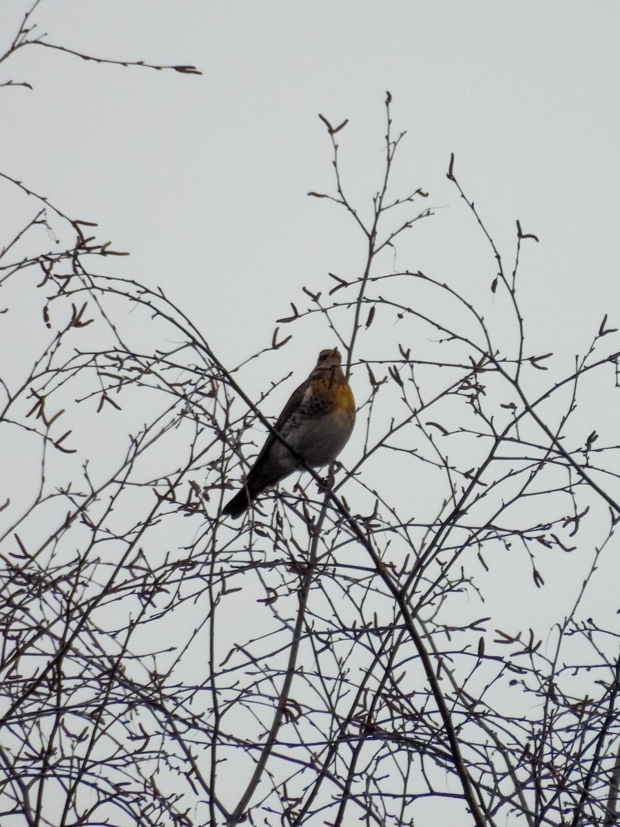 Fieldfare - ML647750438