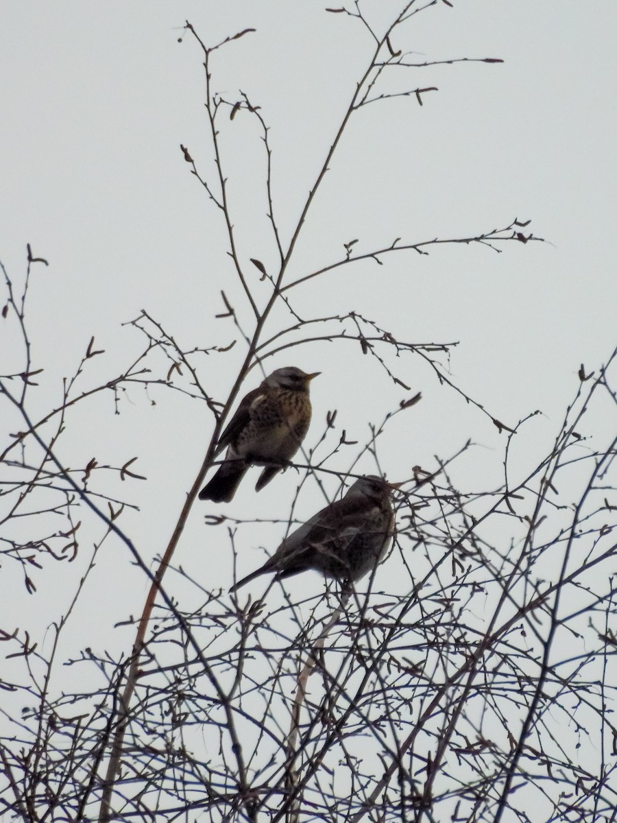 Fieldfare - ML647750439