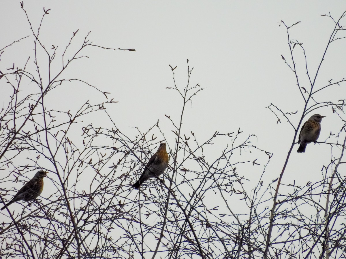 Fieldfare - ML647750440