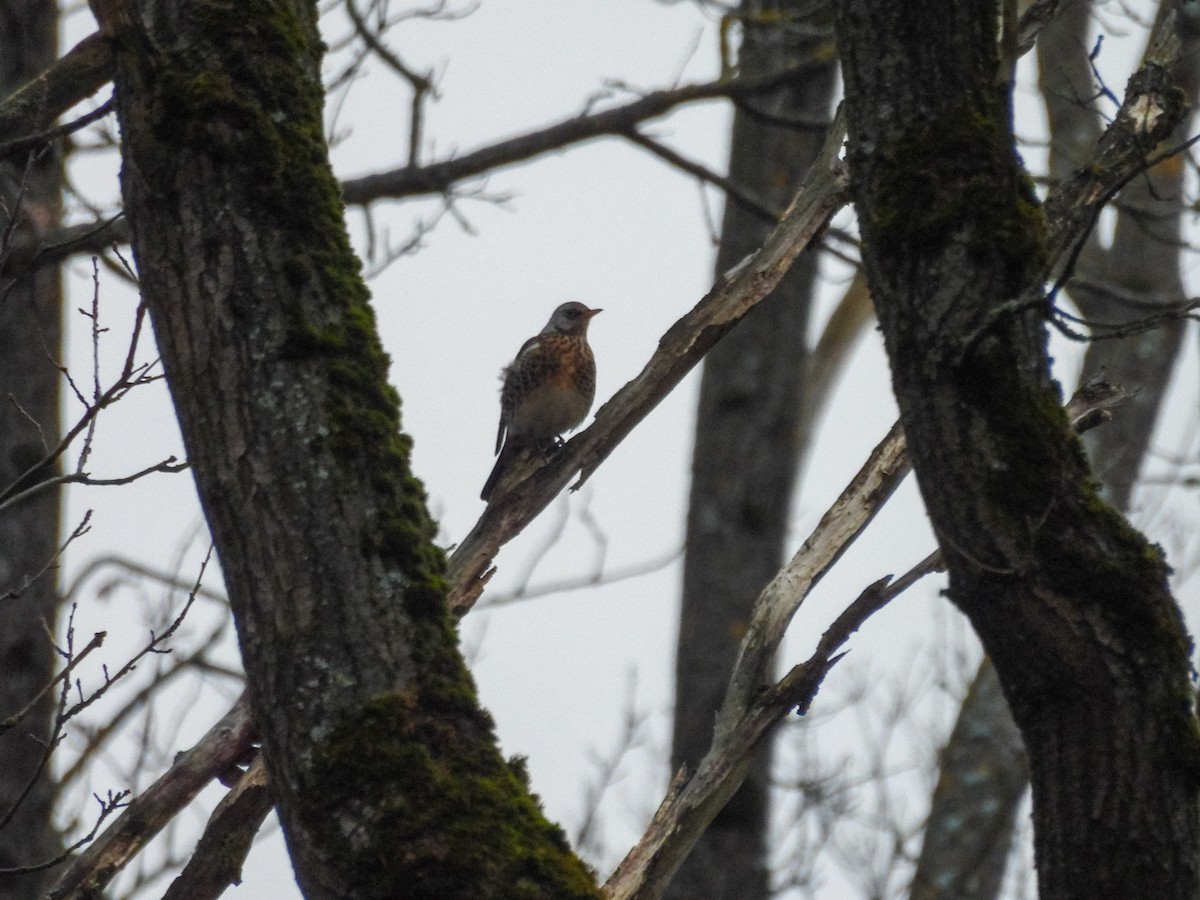 Fieldfare - ML647750441