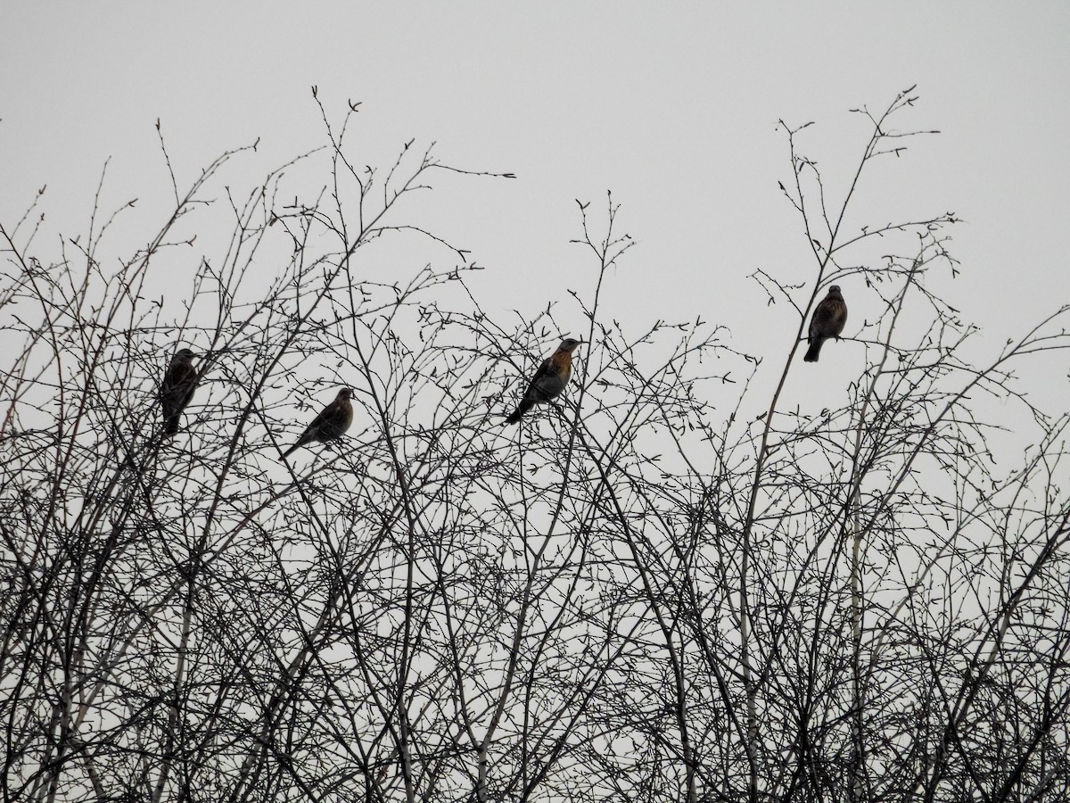 Fieldfare - ML647750442