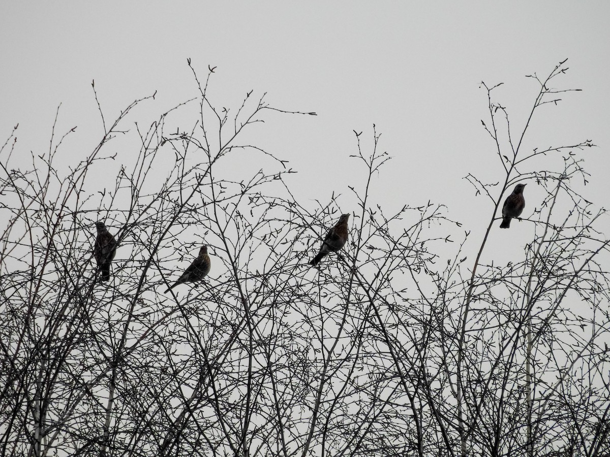 Fieldfare - ML647750443