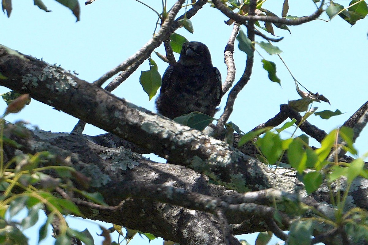 Fork-tailed Drongo - ML647750445