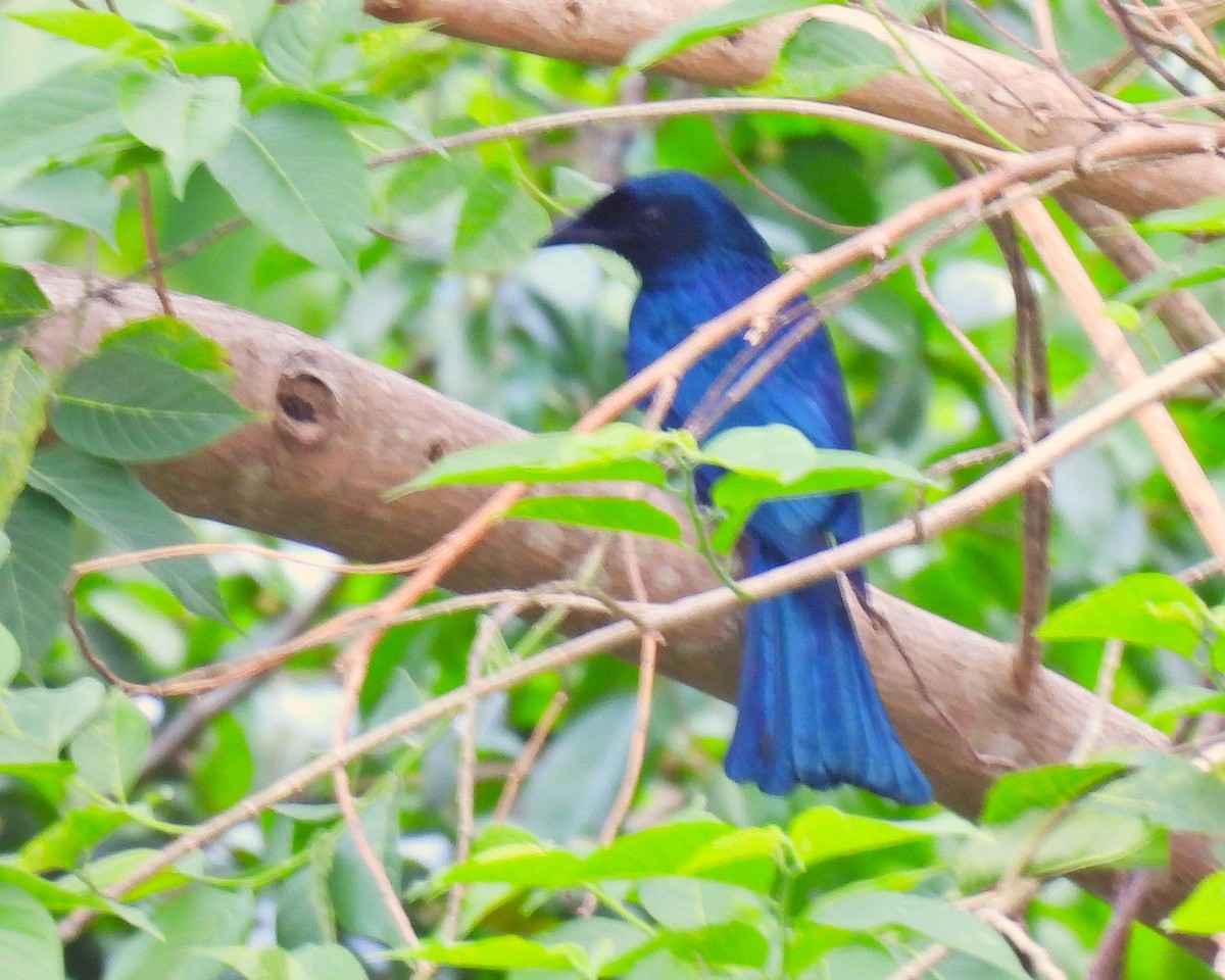 Balicassiao (Balicassiao) - ML647750447