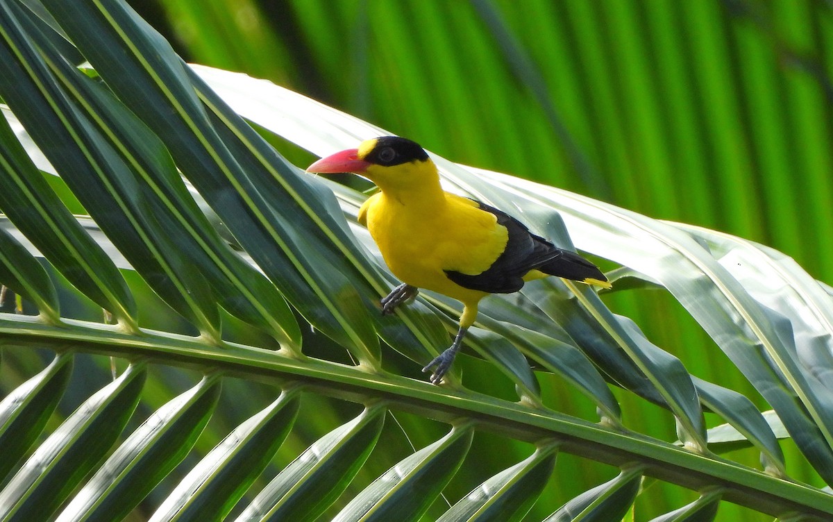 Black-naped Oriole - ML647750448