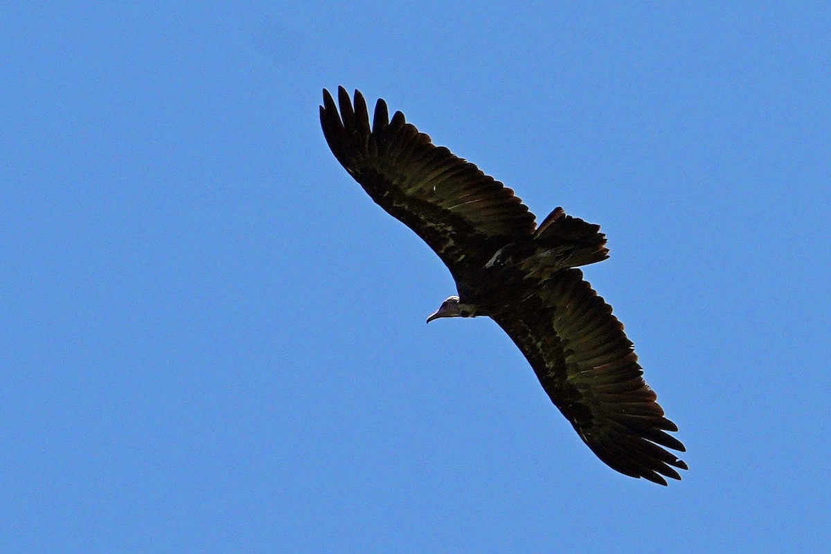Hooded Vulture - ML647750449