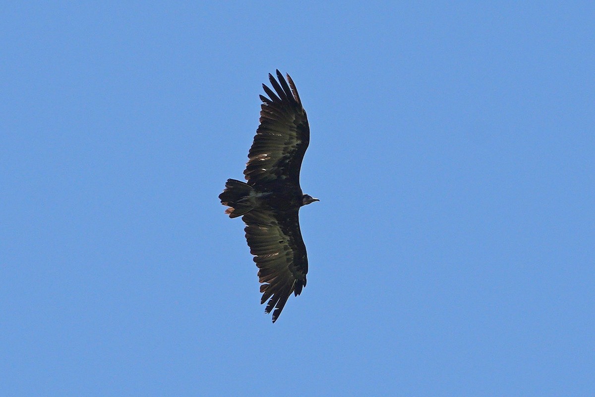 Hooded Vulture - ML647750450