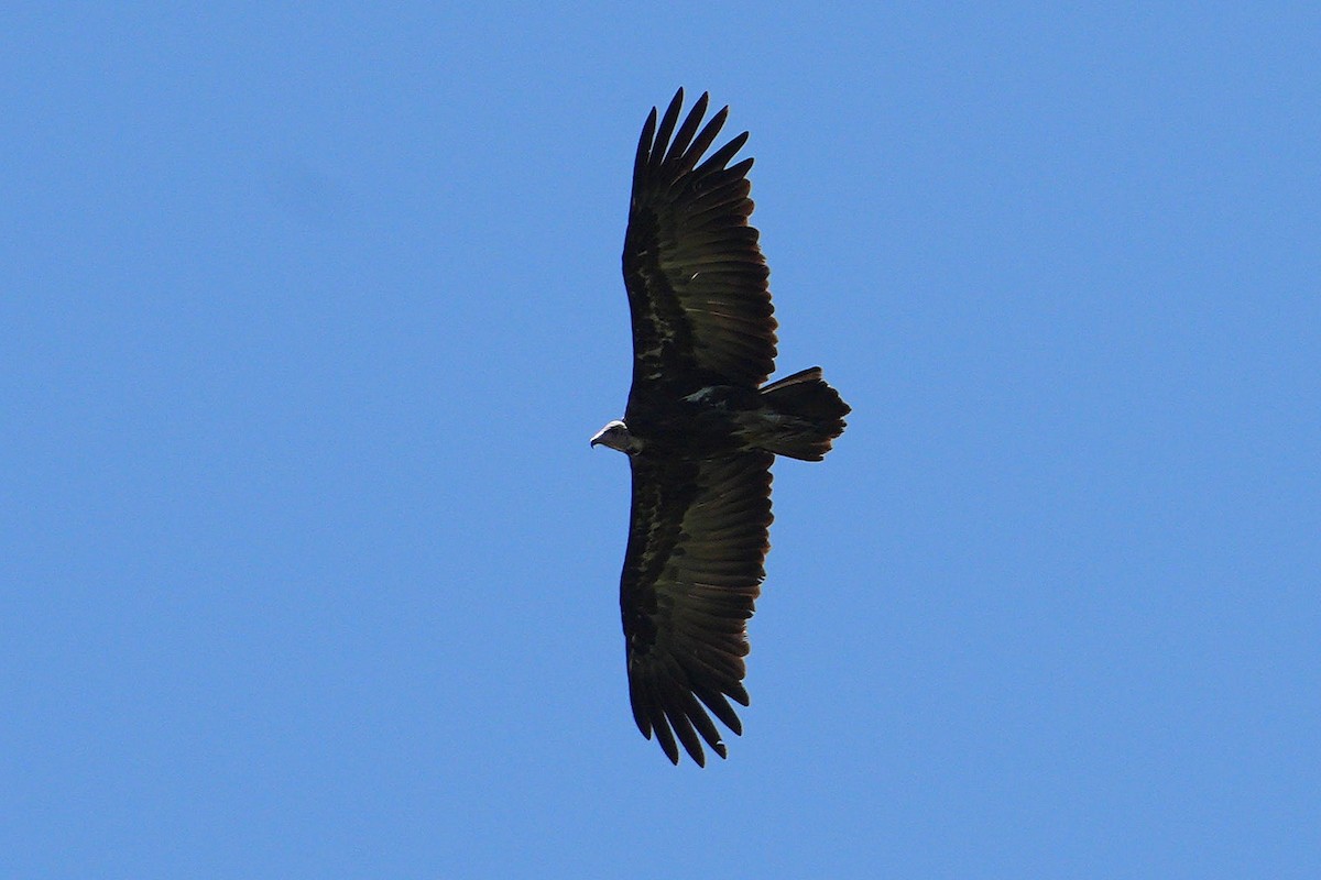 Hooded Vulture - ML647750451