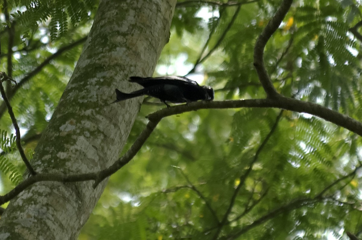 Crow-billed Drongo - ML647750453