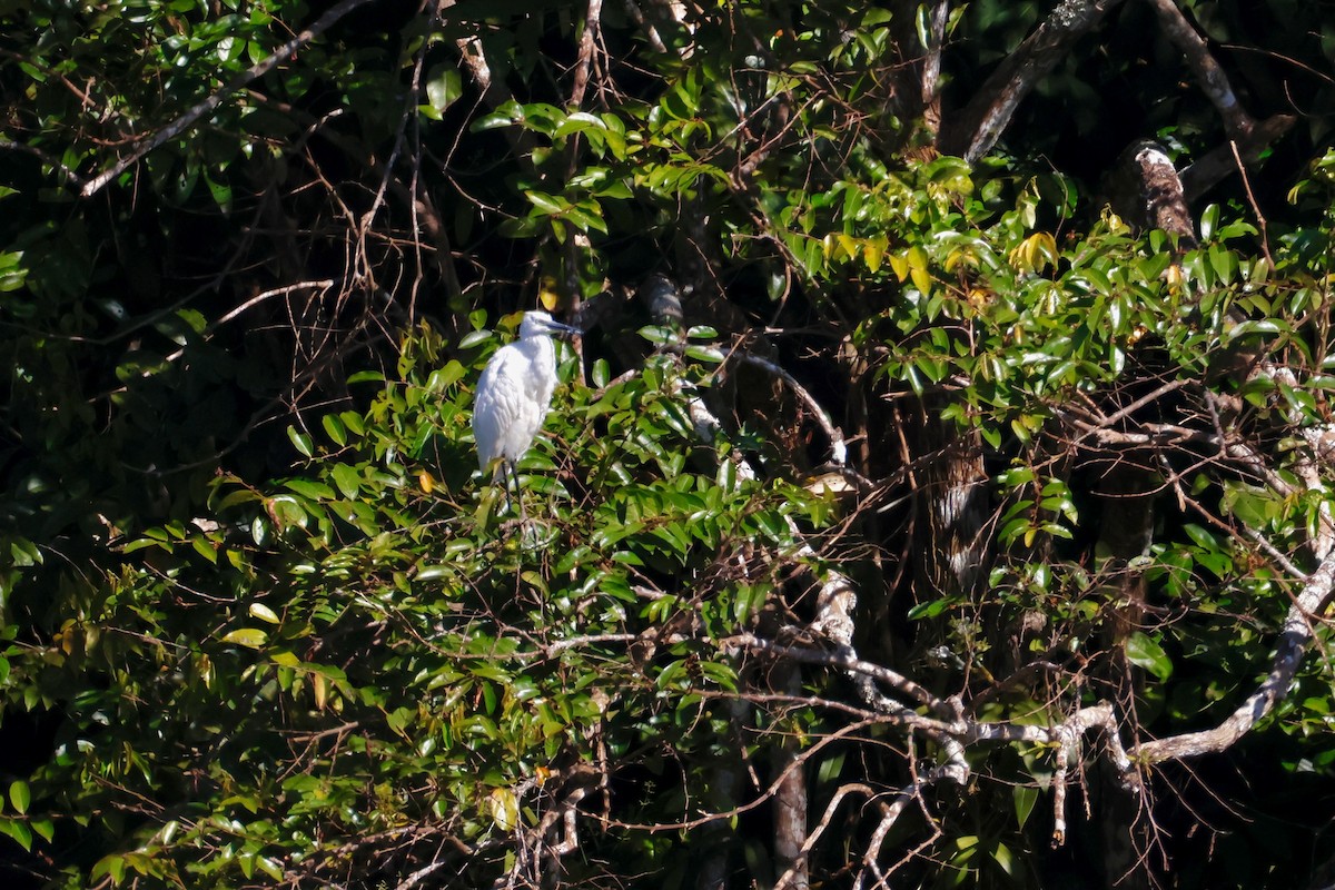 Little Egret (Western) - ML647750454