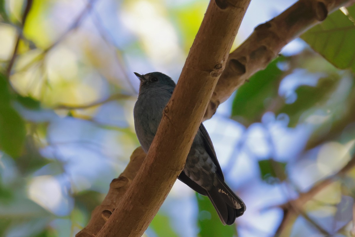 Verditer Flycatcher - ML647750456