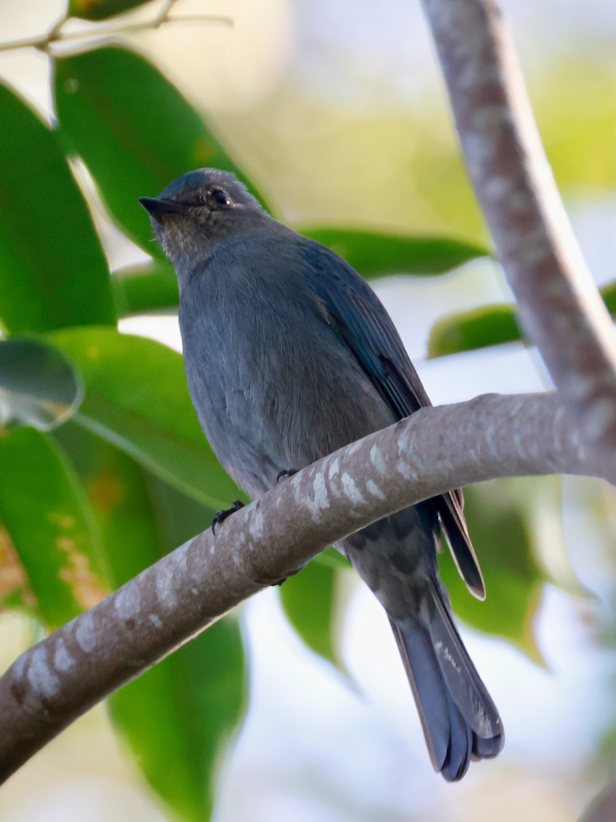 Verditer Flycatcher - ML647750457