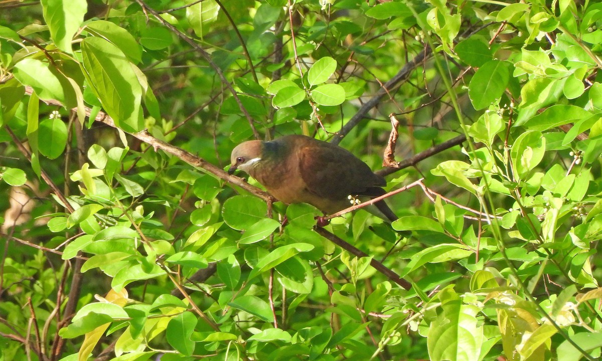 White-eared Brown-Dove (Short-billed) - ML647750458