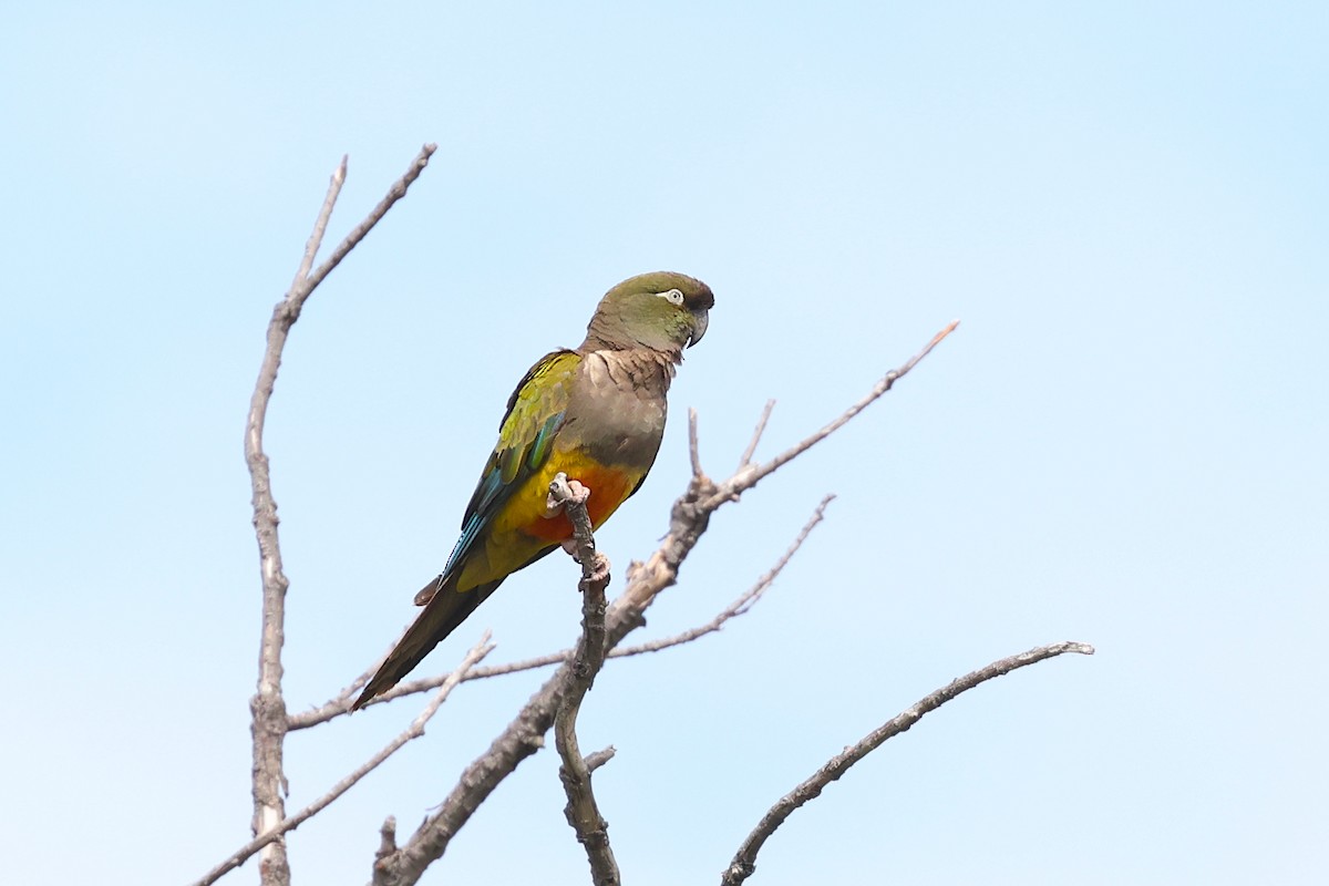 Burrowing Parakeet - ML647750459