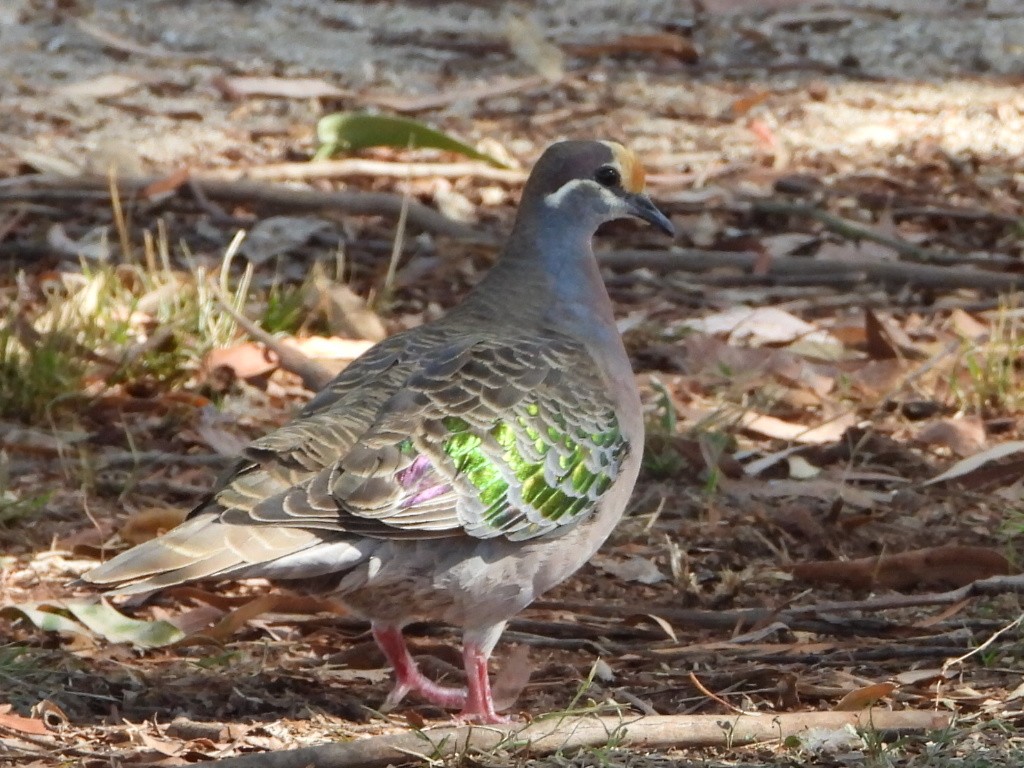 Common Bronzewing - ML647750461