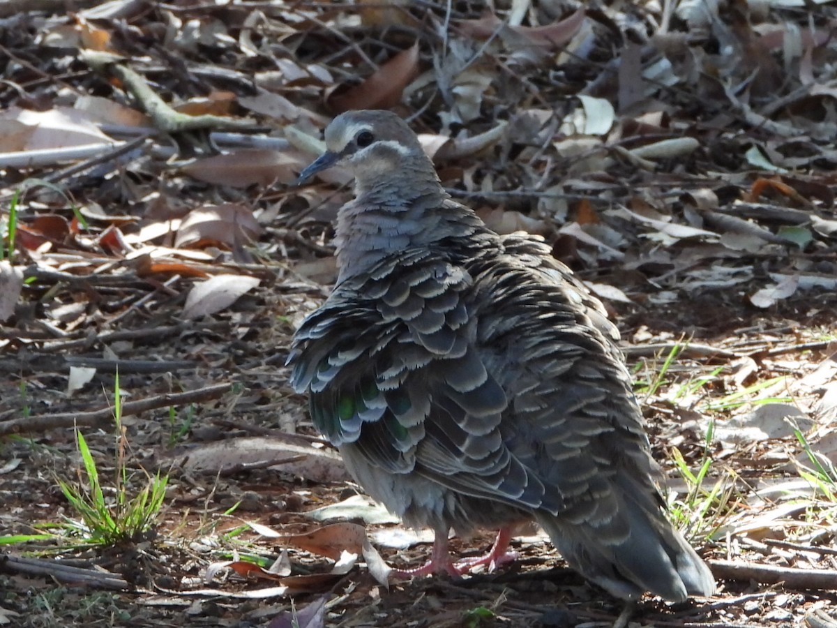 Common Bronzewing - ML647750462