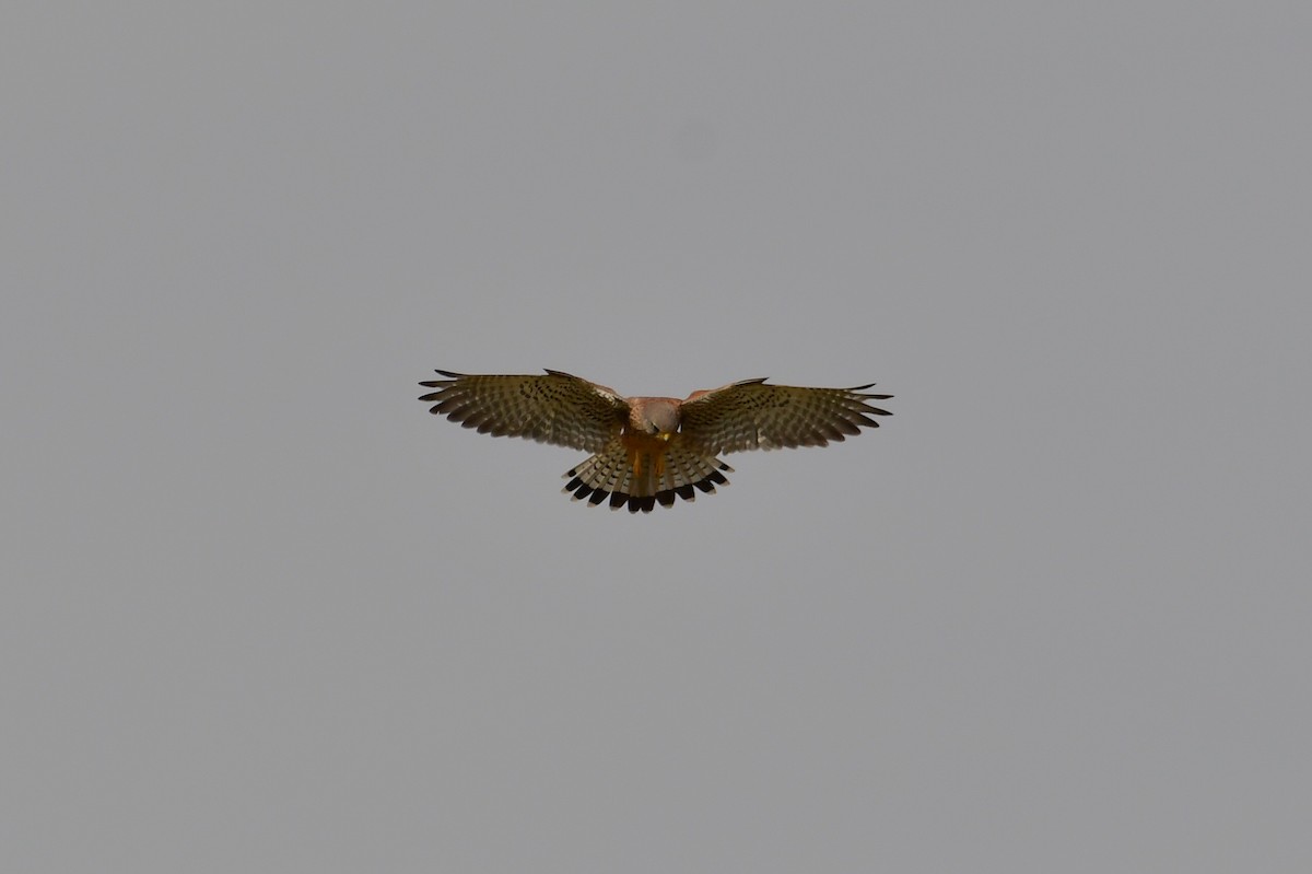 Eurasian Kestrel (Eurasian) - ML647750465