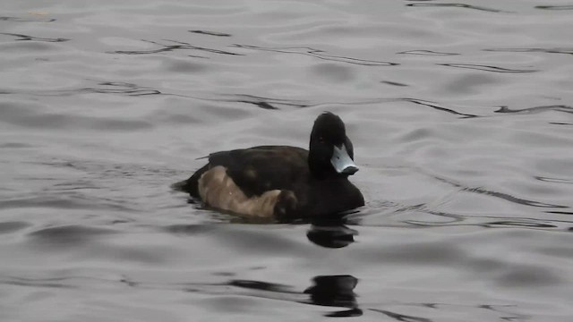 Чернь чубата - ML647750507