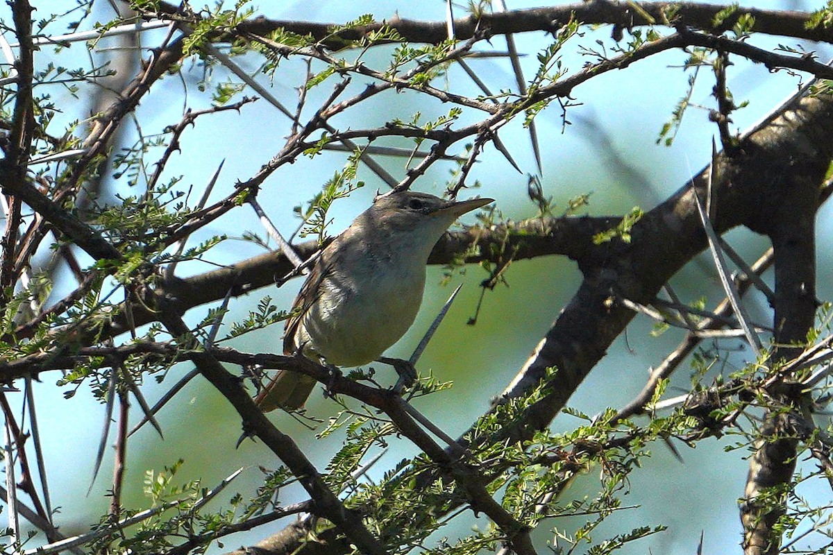 Olive-tree Warbler - ML647750509