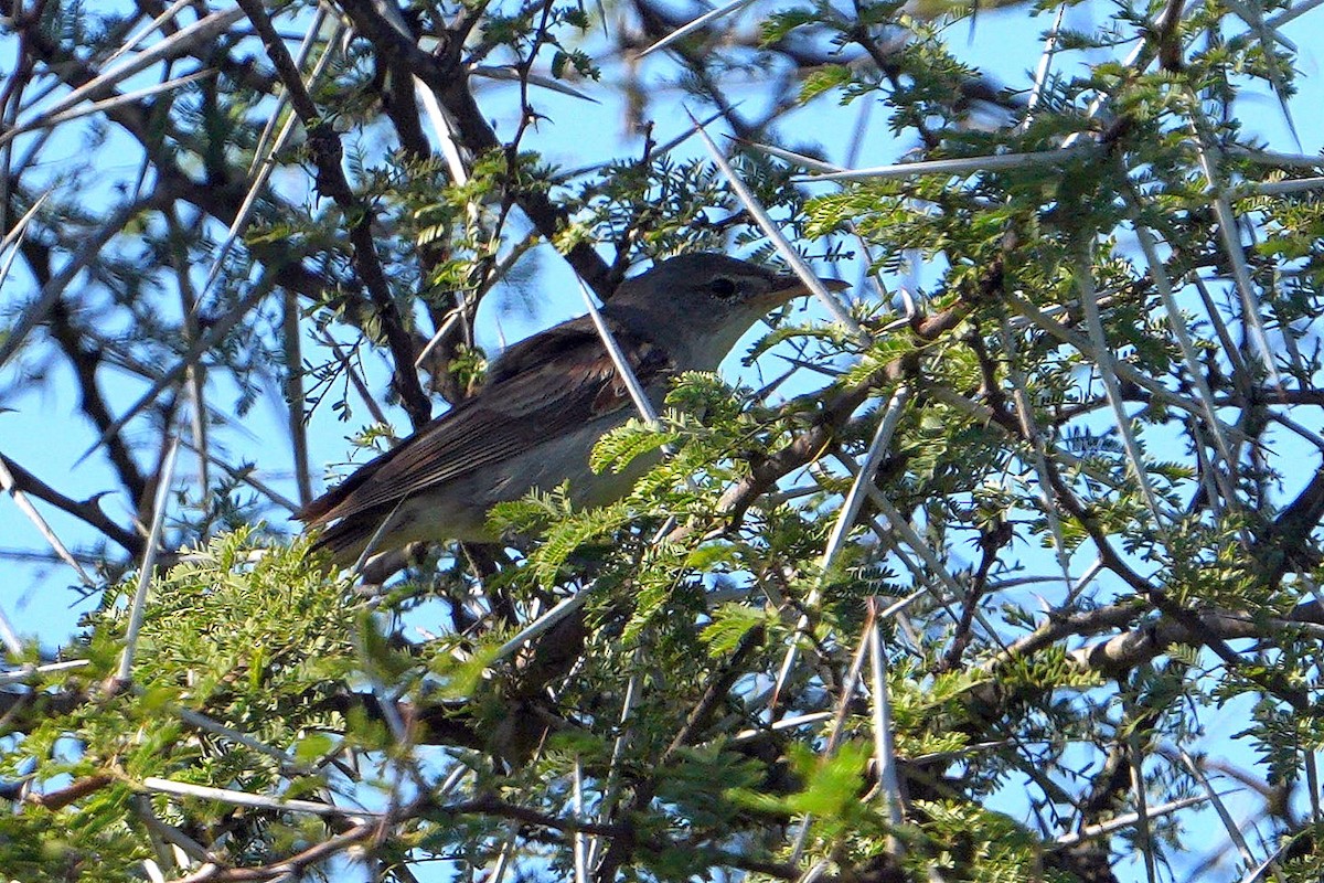 Olive-tree Warbler - ML647750510