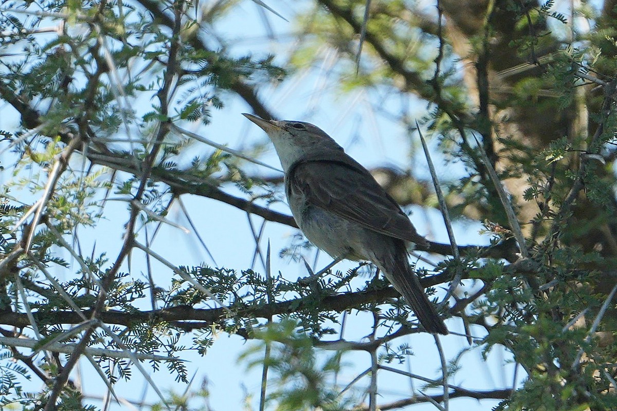 Olive-tree Warbler - ML647750511