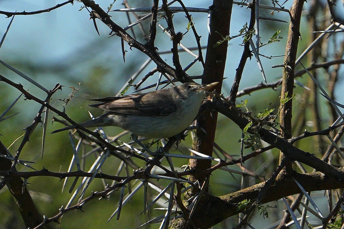 Olive-tree Warbler - ML647750512