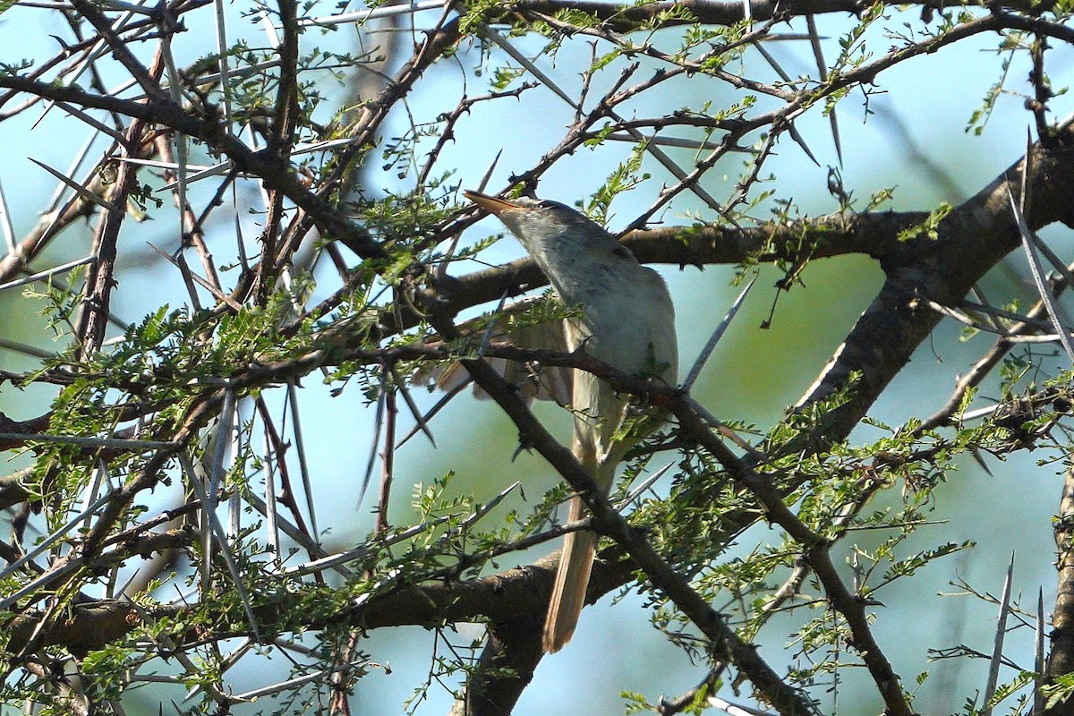 Olive-tree Warbler - ML647750513