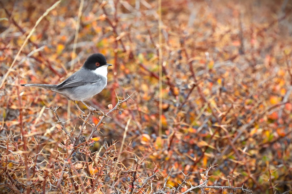Sardinian Warbler - ML647750516