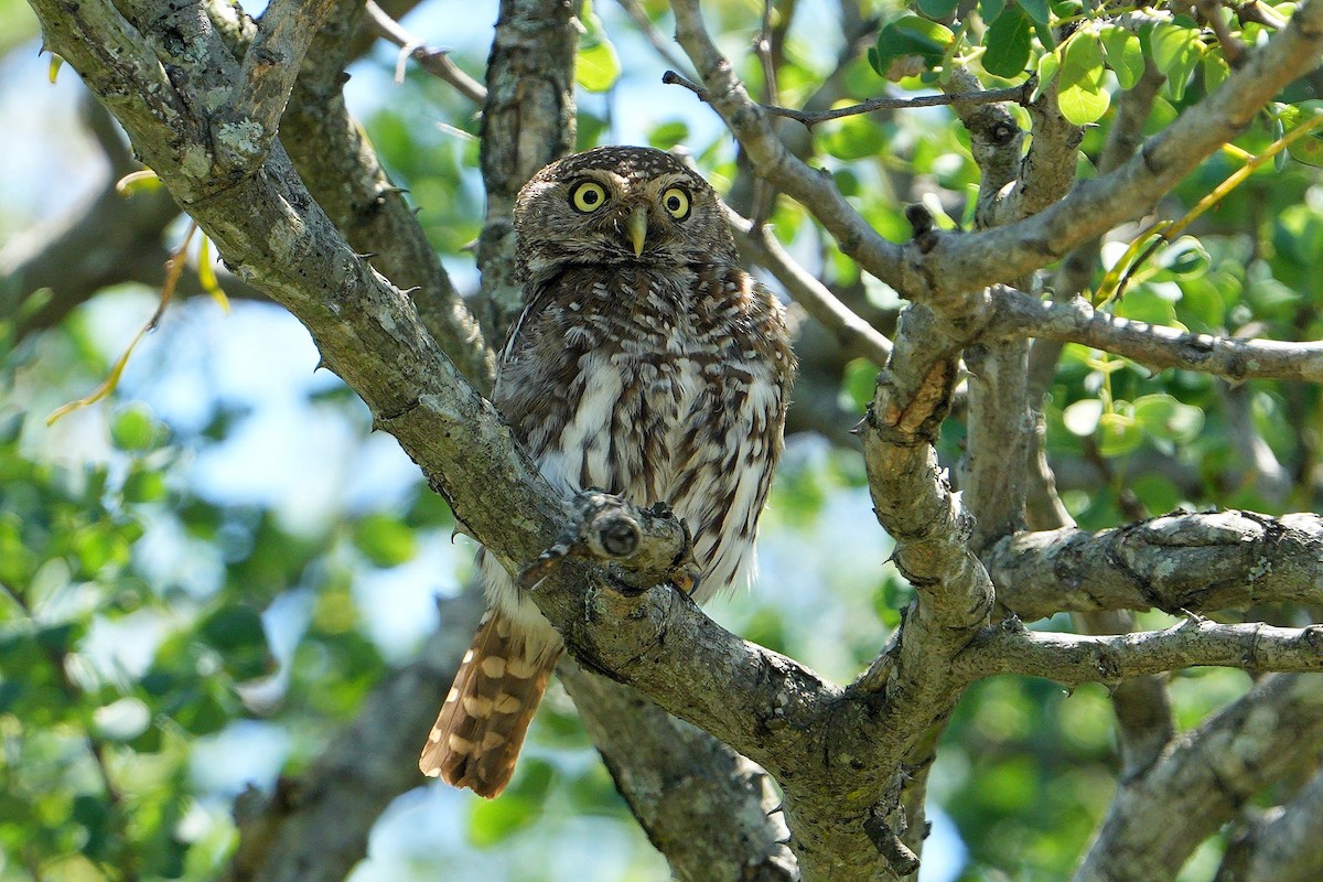 Pearl-spotted Owlet - ML647750523