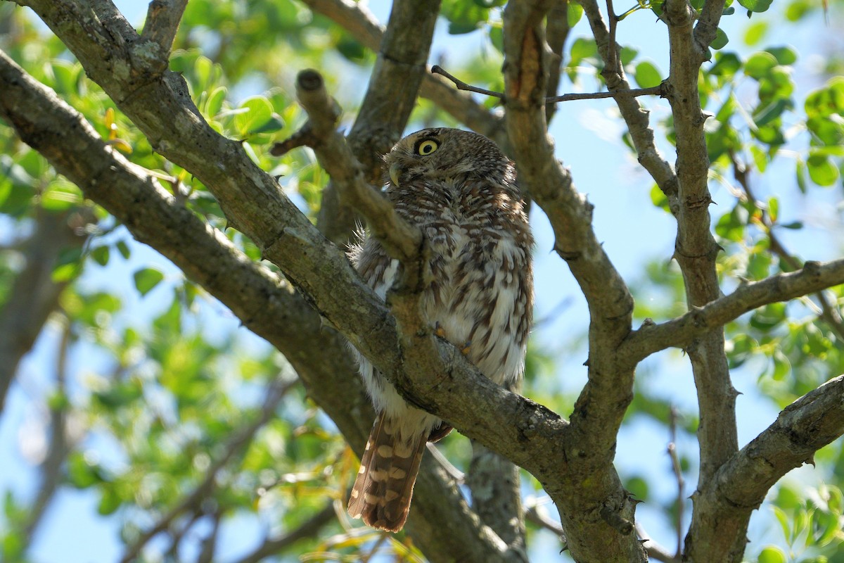 Pearl-spotted Owlet - ML647750524