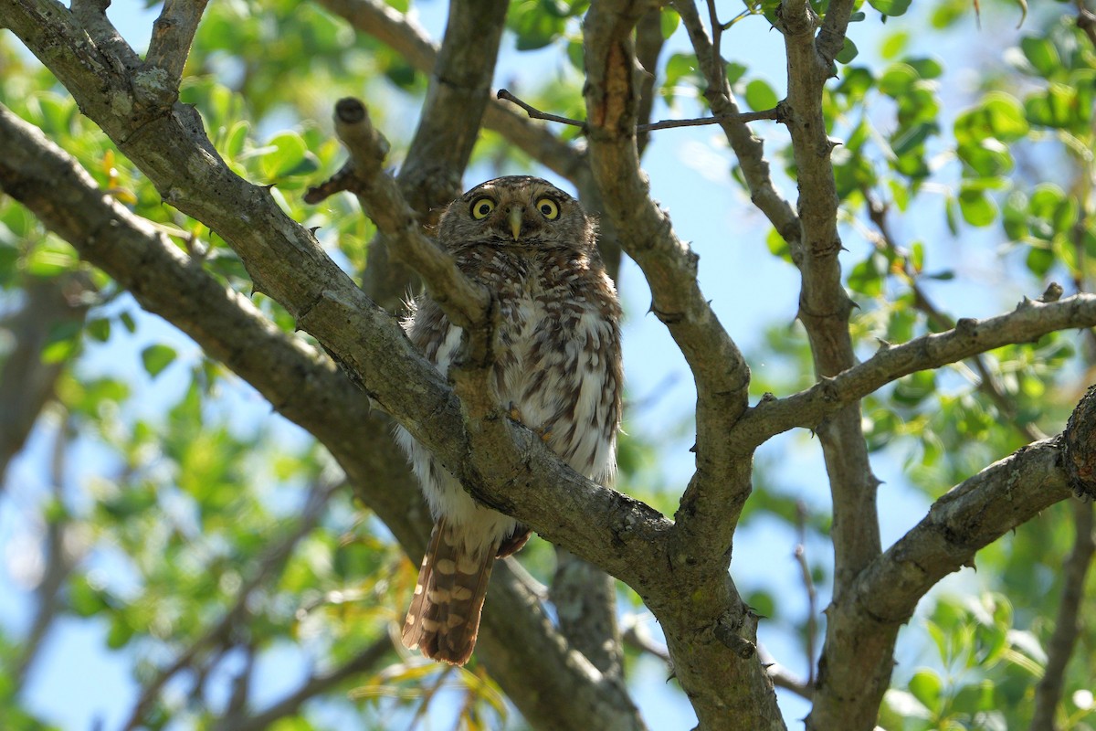 Pearl-spotted Owlet - ML647750525